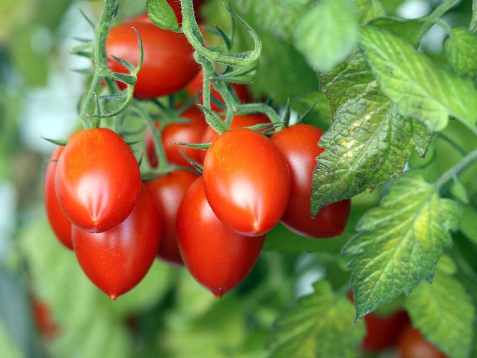 Hands harvesting ripe tomatoes on an Italian farm